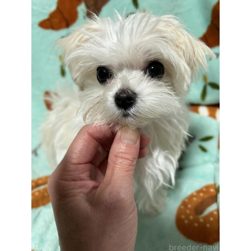 販売中の奈良県のマルチーズ-435743の4枚目