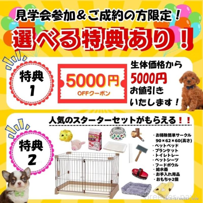 販売中の静岡県のマルプー:マルチーズ×トイプードル-443650の16枚目