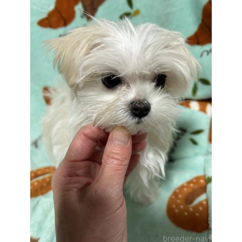 販売中の奈良県のマルチーズ-435743の3枚目