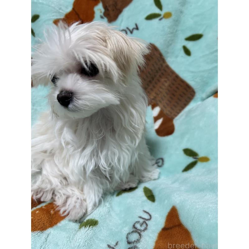 販売中の奈良県のマルチーズ-435743の2枚目