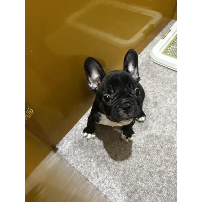販売中の滋賀県のフレンチブルドッグ-443445の4枚目