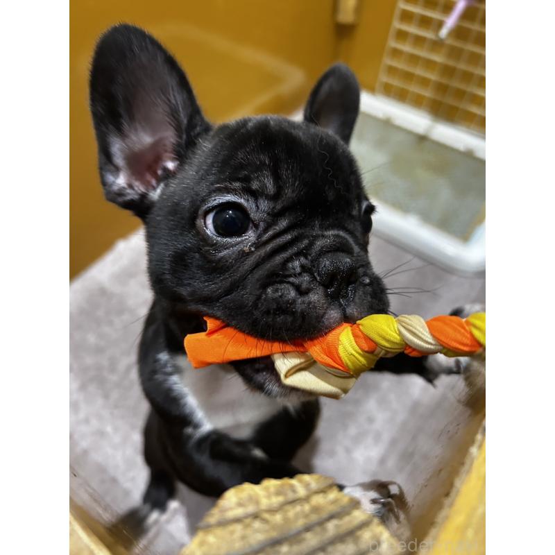 販売中の滋賀県のフレンチブルドッグ-443445の3枚目