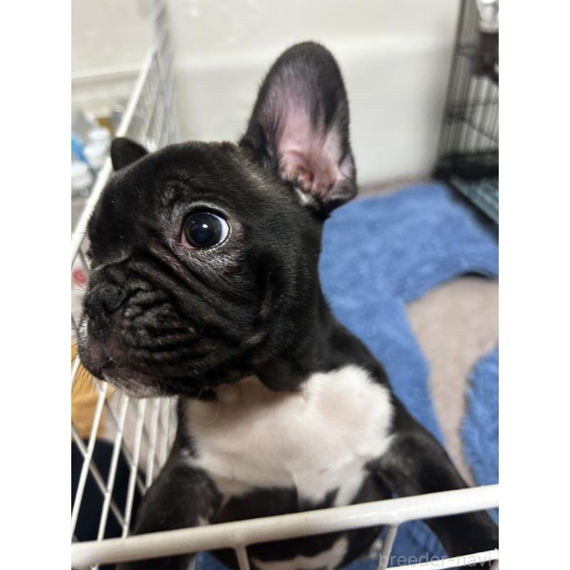 販売中の滋賀県のフレンチブルドッグ-443445の2枚目