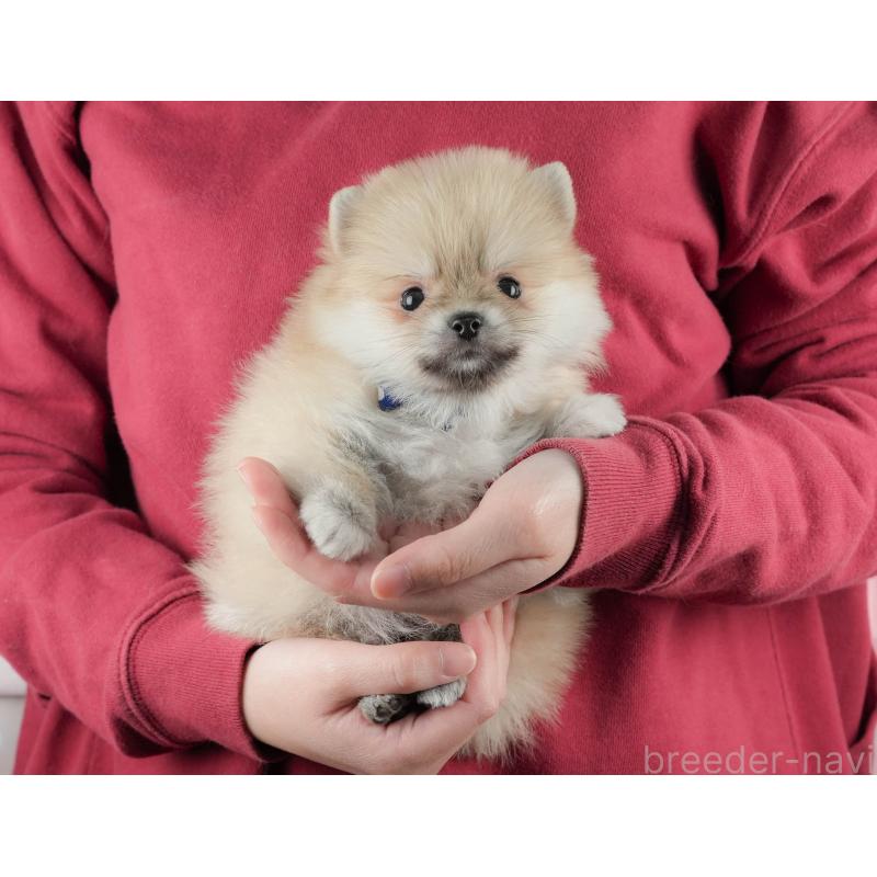 販売中の静岡県のポメラニアン-443649