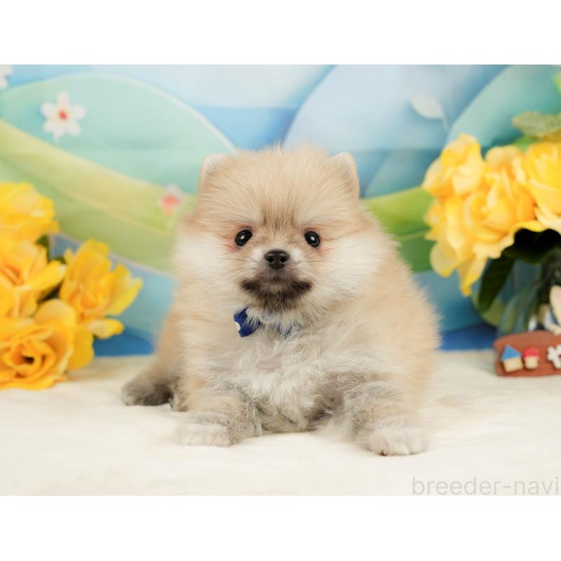 販売中の静岡県のポメラニアン-443649の8枚目