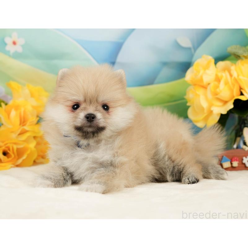 販売中の静岡県のポメラニアン-443649の7枚目