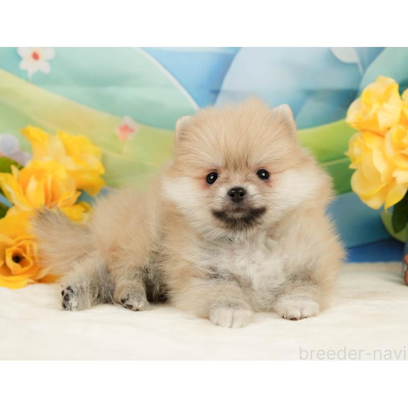 販売中の静岡県のポメラニアン-443649の5枚目