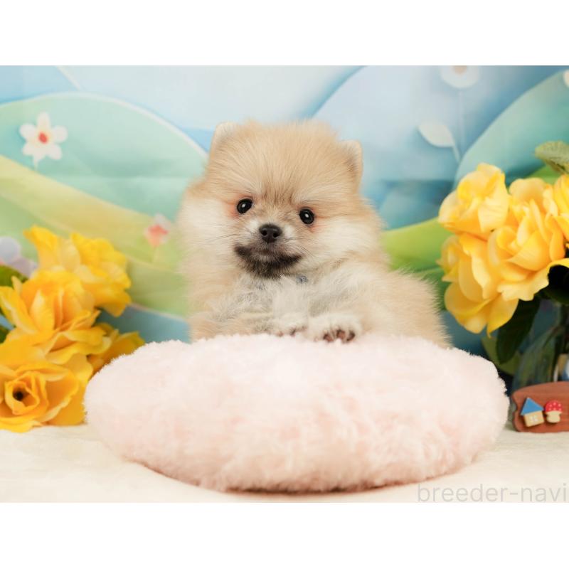 販売中の静岡県のポメラニアン-443649の4枚目