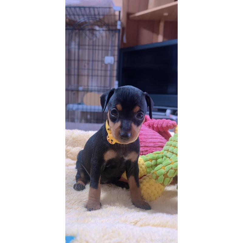 販売中の岐阜県のミニチュアピンシャー(ミニピン)-443443の7枚目