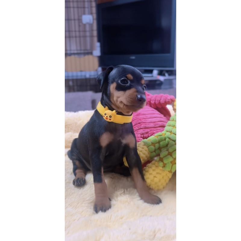 販売中の岐阜県のミニチュアピンシャー(ミニピン)-443443の6枚目