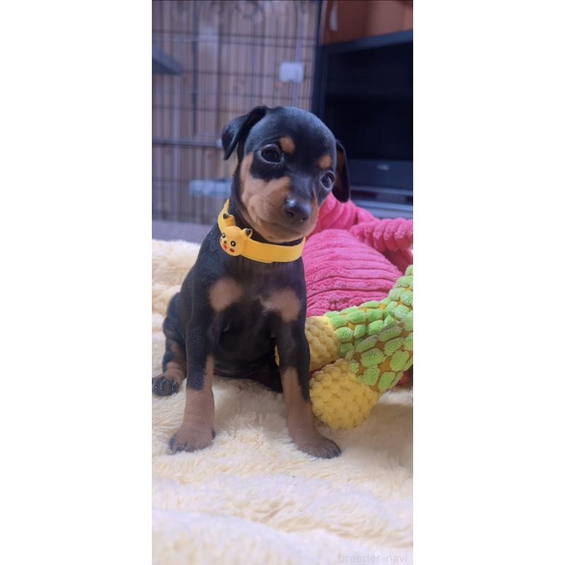 販売中の岐阜県のミニチュアピンシャー(ミニピン)-443443の5枚目