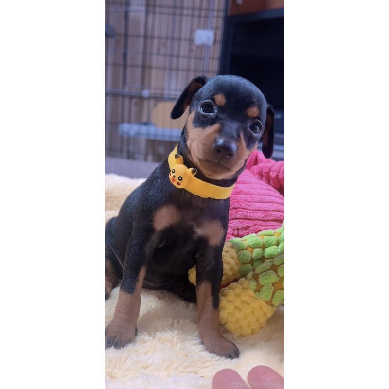 販売中の岐阜県のミニチュアピンシャー(ミニピン)-443443の4枚目