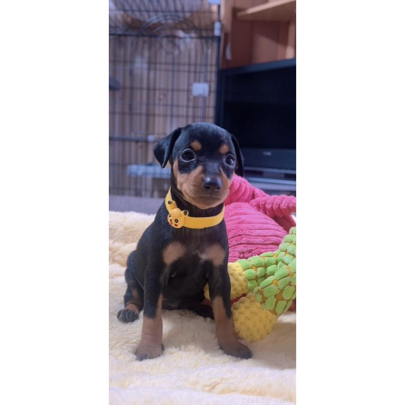 販売中の岐阜県のミニチュアピンシャー(ミニピン)-443443の3枚目