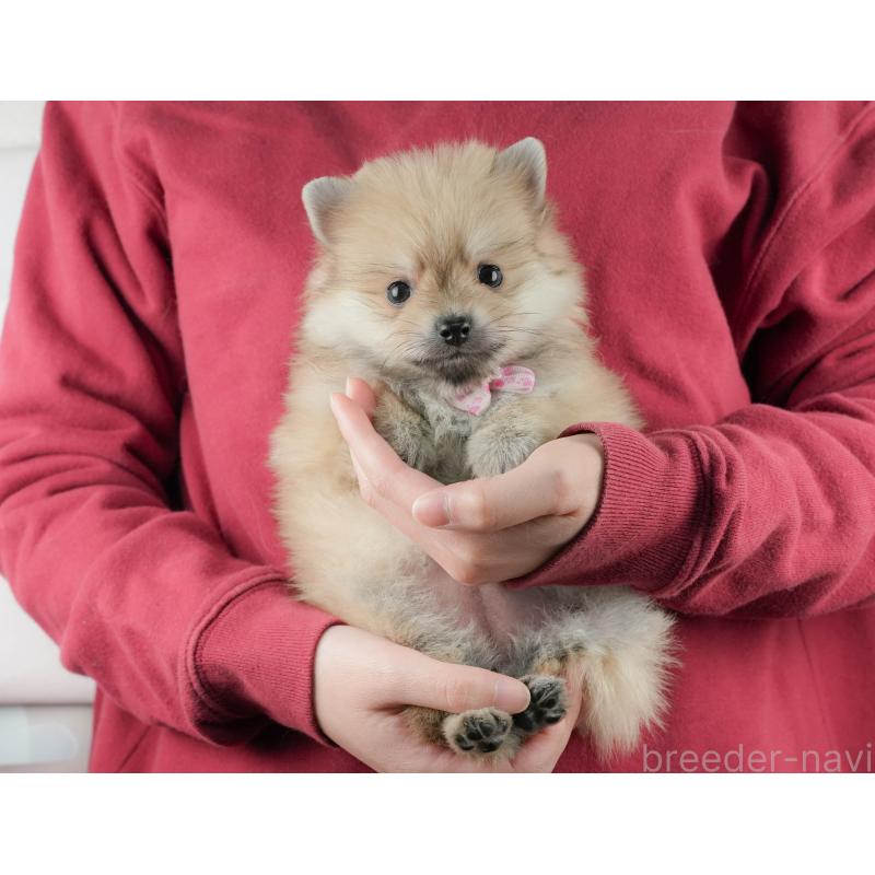 販売中の静岡県のポメラニアン-443648の1枚目