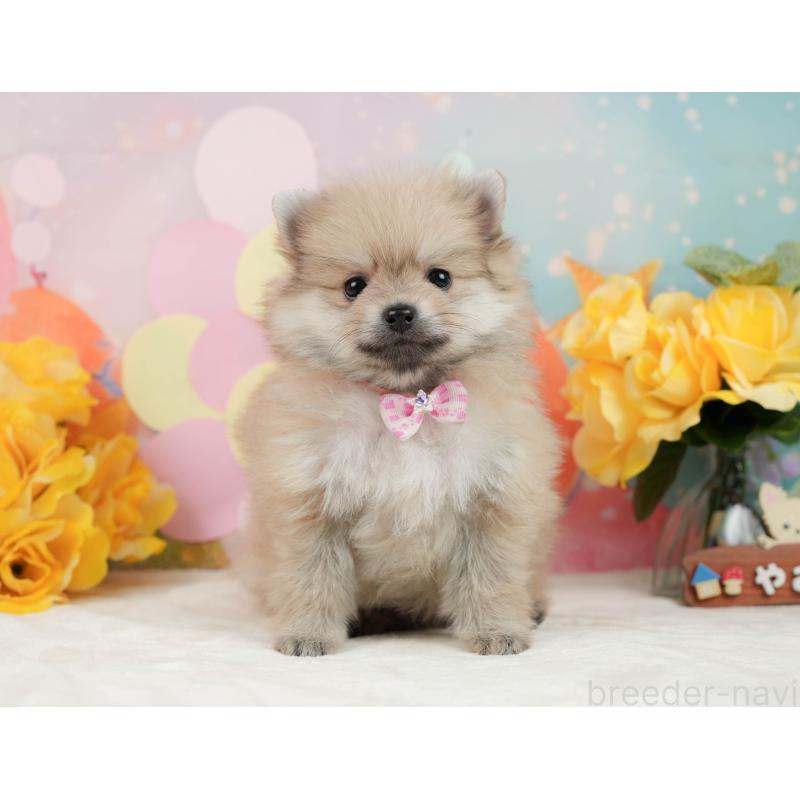 販売中の静岡県のポメラニアン-443648の10枚目