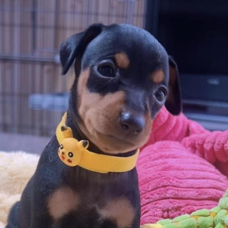 販売中の岐阜県のミニチュアピンシャー(ミニピン)-443443の2枚目