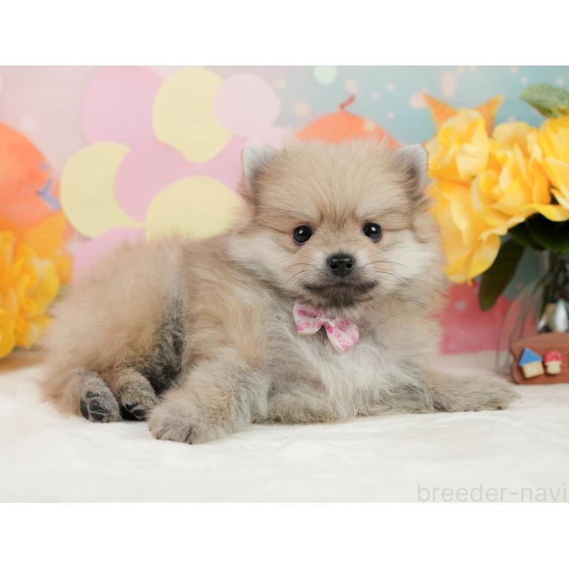 販売中の静岡県のポメラニアン-443648の7枚目