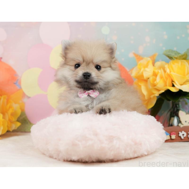 販売中の静岡県のポメラニアン-443648の5枚目