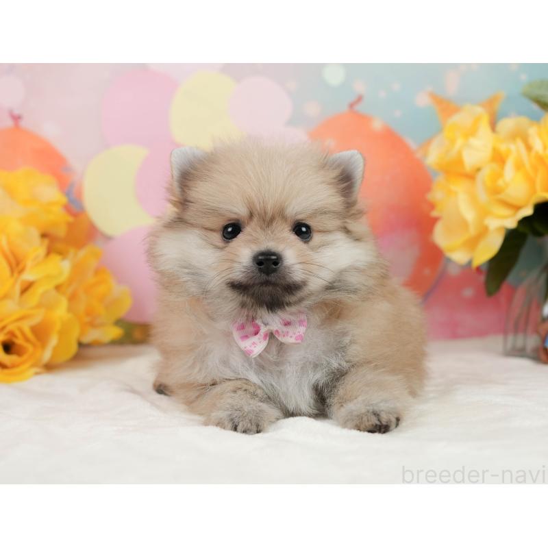 販売中の静岡県のポメラニアン-443648の4枚目