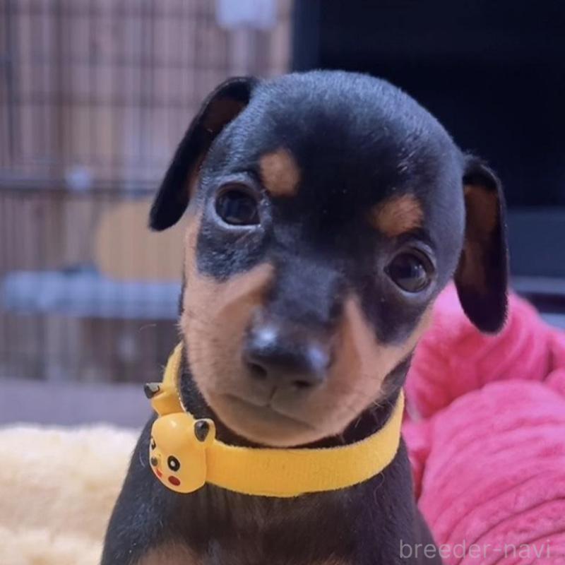 販売中の岐阜県のミニチュアピンシャー(ミニピン)-443443