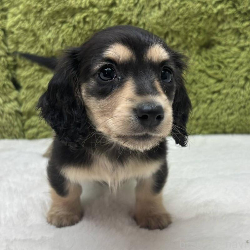 販売中の愛知県のミニチュアダックスフンド(ロングヘアード)-443444の1枚目