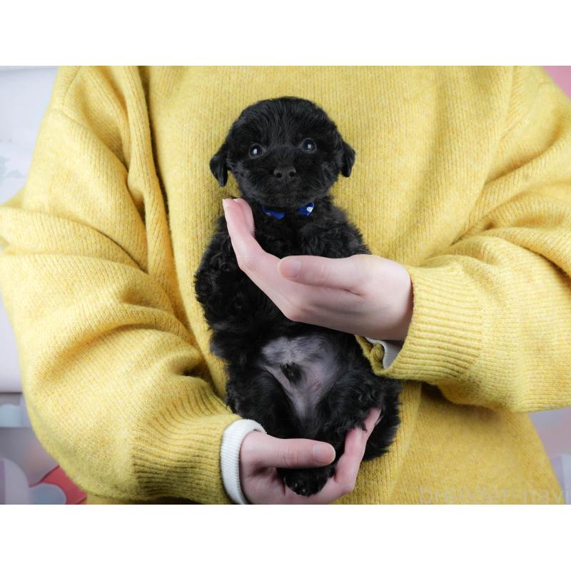 販売中の静岡県のトイプードル-443645