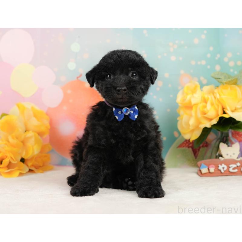 販売中の静岡県のトイプードル-443645の10枚目