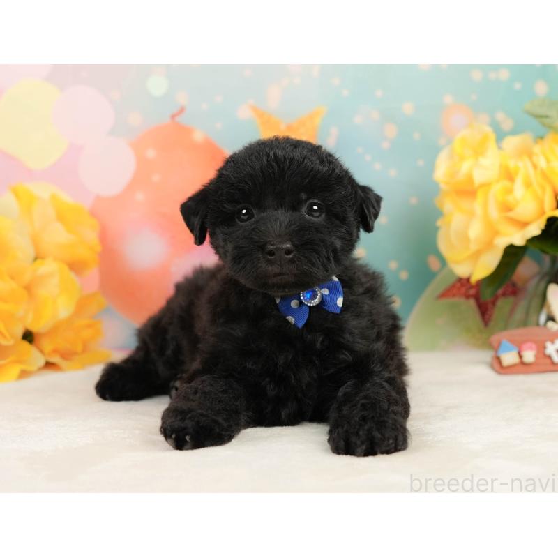 販売中の静岡県のトイプードル-443645の9枚目