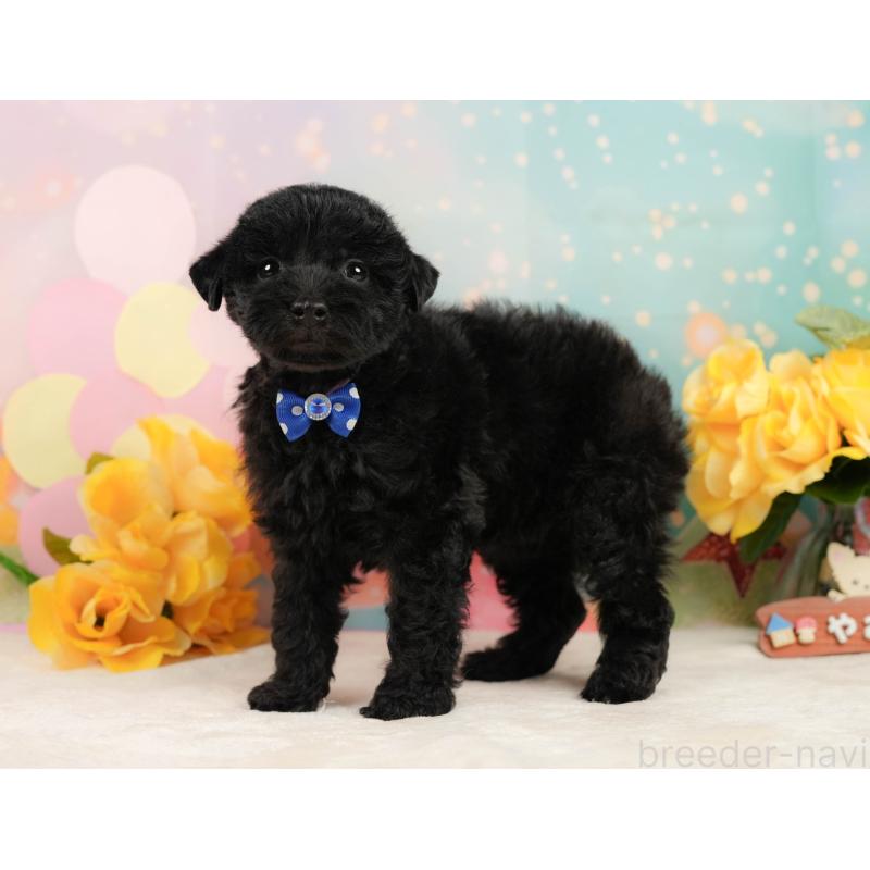 販売中の静岡県のトイプードル-443645の8枚目