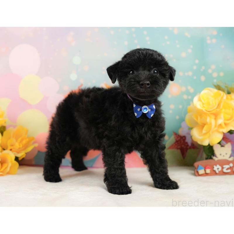 販売中の静岡県のトイプードル-443645の7枚目