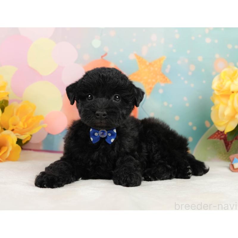 販売中の静岡県のトイプードル-443645の6枚目