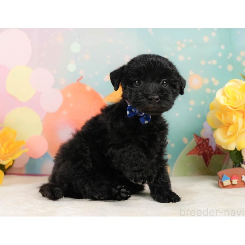 販売中の静岡県のトイプードル-443645の5枚目