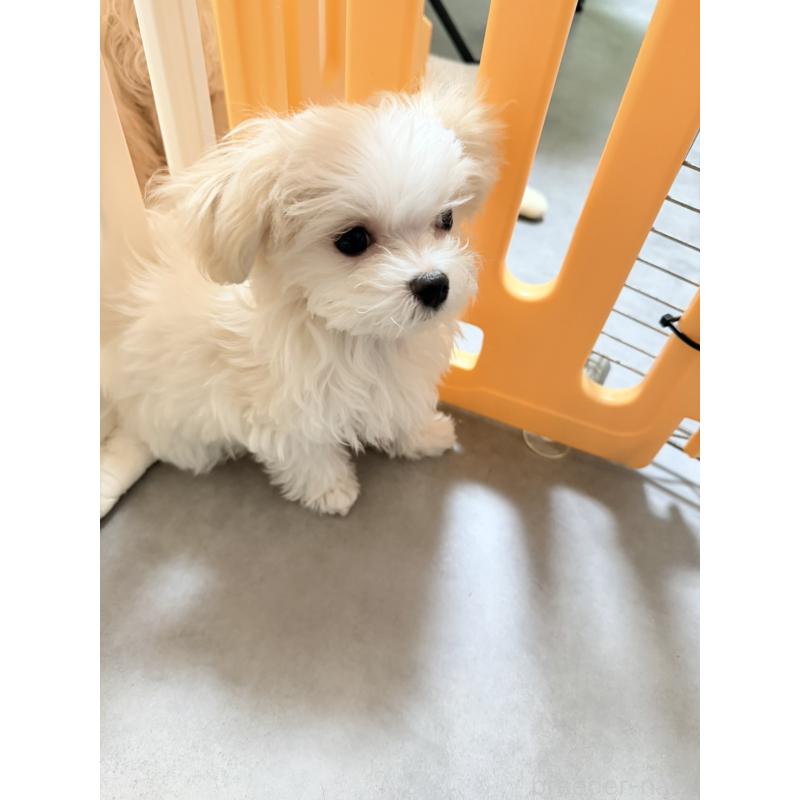 成約済の奈良県のマルチーズ-435742の4枚目