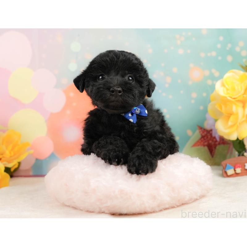 販売中の静岡県のトイプードル-443645の4枚目