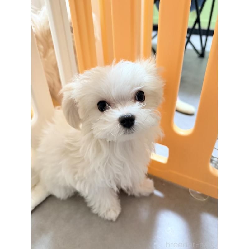 成約済の奈良県のマルチーズ-435742の3枚目