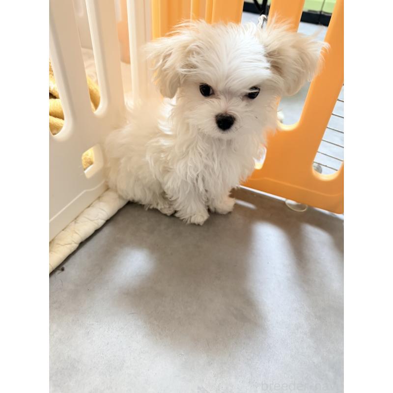 成約済の奈良県のマルチーズ-435742の2枚目