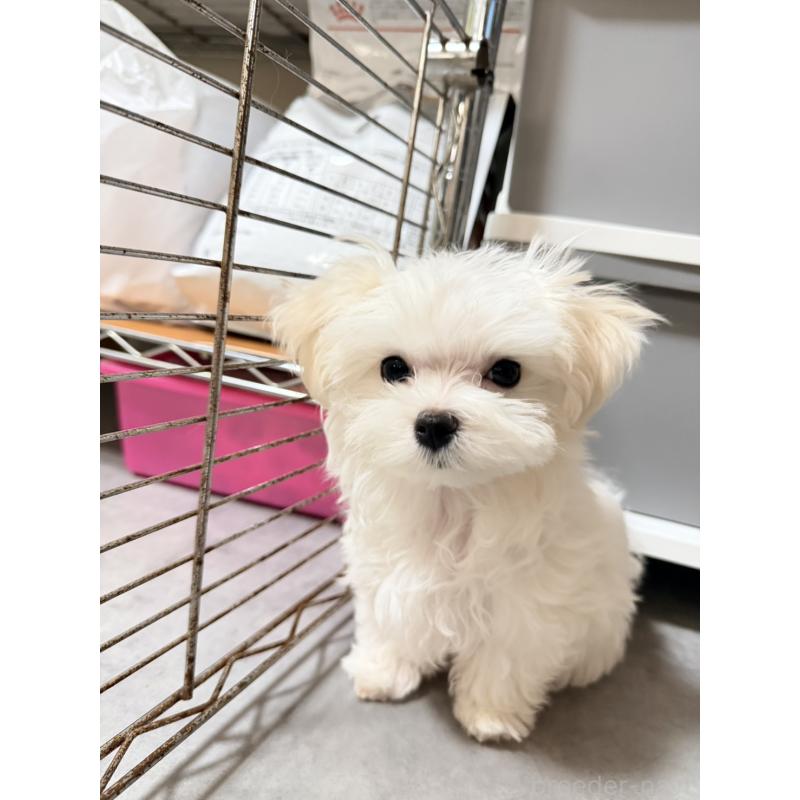 販売中の奈良県のマルチーズ-435741