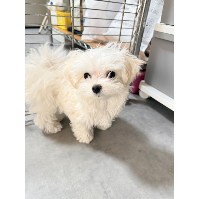 成約済の奈良県のマルチーズ-435741の4枚目