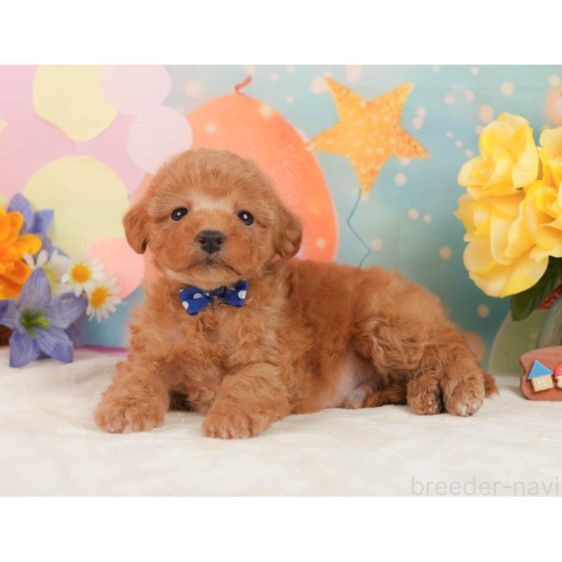 販売中の静岡県のトイプードル-443641の9枚目