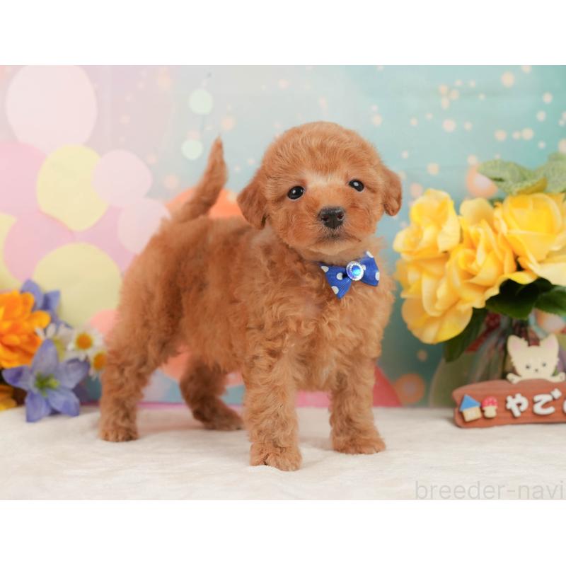 販売中の静岡県のトイプードル-443641の8枚目