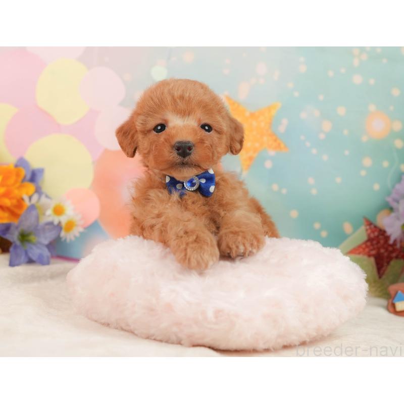 販売中の静岡県のトイプードル-443641の6枚目