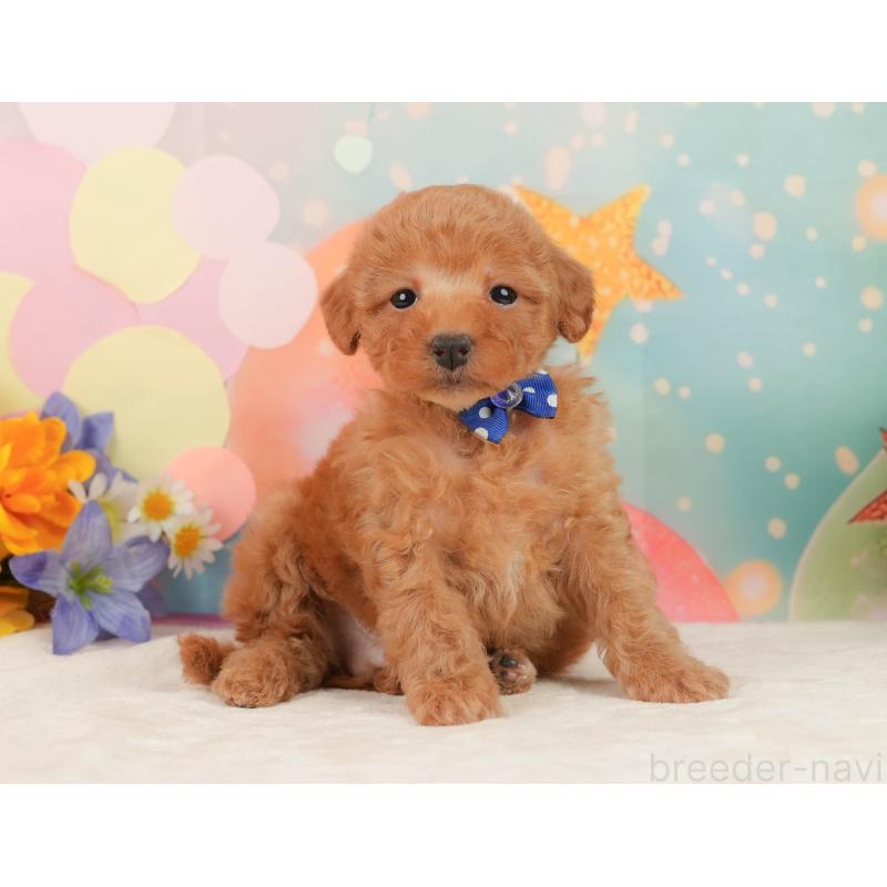 販売中の静岡県のトイプードル-443641の5枚目