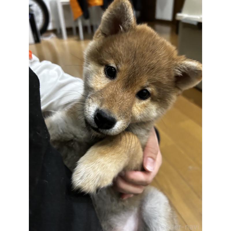 販売中の滋賀県の柴犬-443447の4枚目