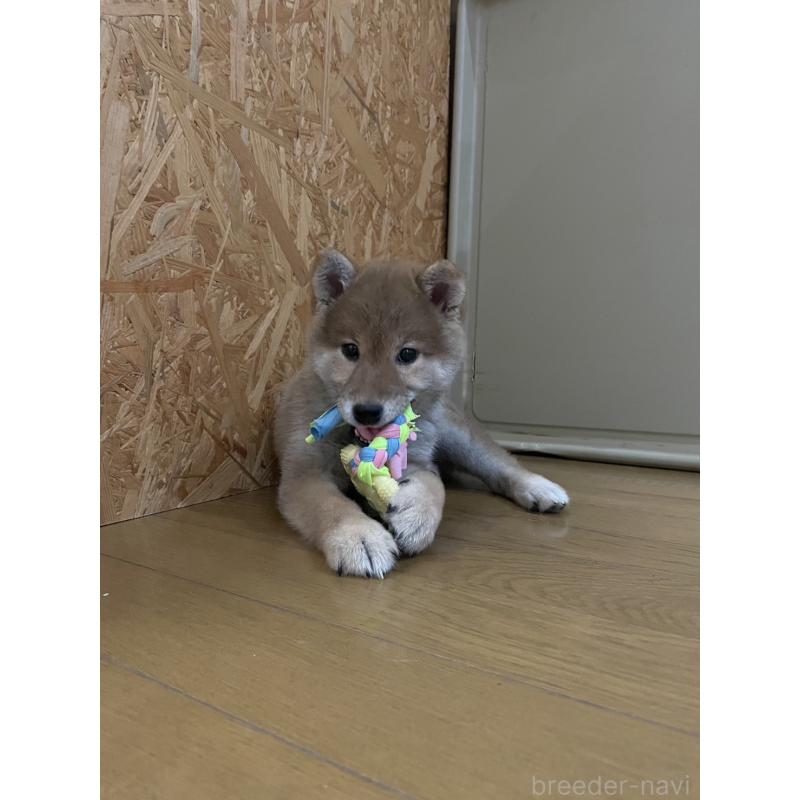 販売中の滋賀県の柴犬-443447の2枚目