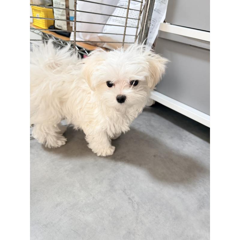 成約済の奈良県のマルチーズ-435741の2枚目