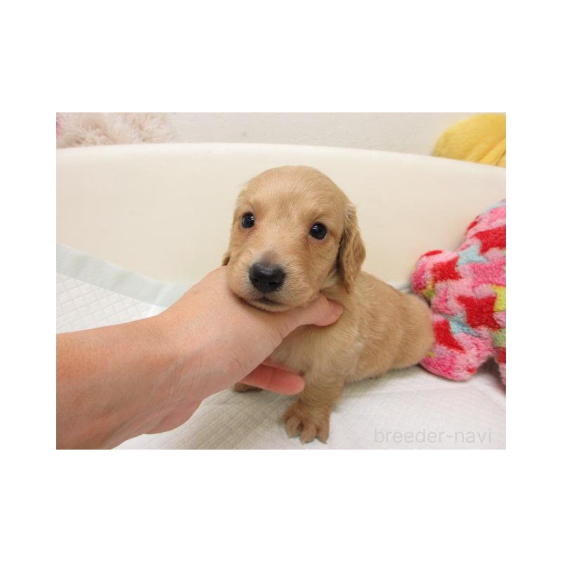 販売中の大阪府のミニチュアダックスフンド(ロングヘアード)-443446の2枚目