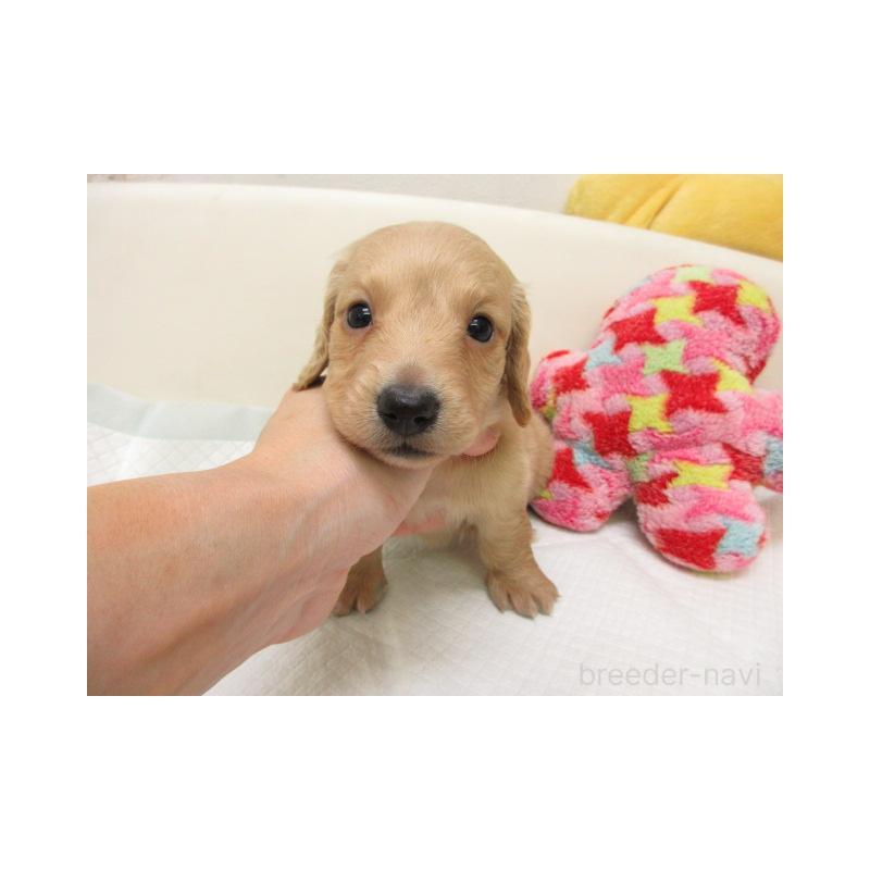 販売中の大阪府のミニチュアダックスフンド(ロングヘアード)-443446