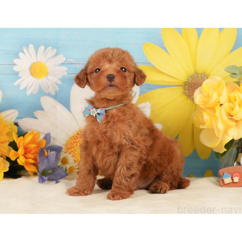 販売中の静岡県のトイプードル-443640の9枚目