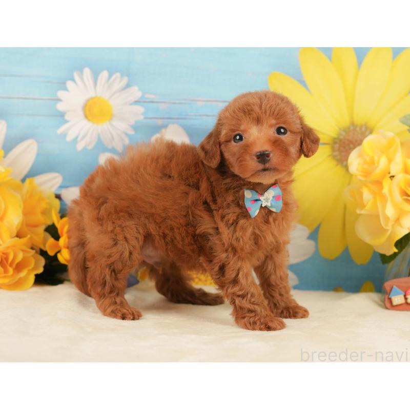 販売中の静岡県のトイプードル-443640の8枚目