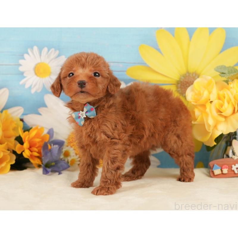 販売中の静岡県のトイプードル-443640の4枚目